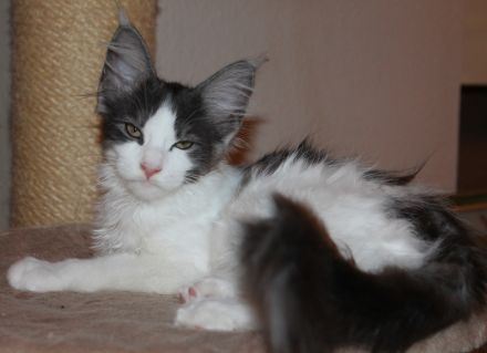 wunderschöne Maine Coon Jungtiere in den seltenen Farben black smoke harlekin u. black smoke bicolor