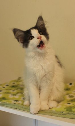 wunderschöne Maine Coon Jungtiere in den seltenen Farben black smoke harlekin u. black smoke bicolor