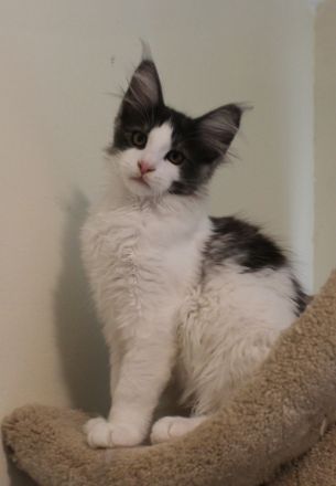 wunderschöne Maine Coon Jungtiere in den seltenen Farben black smoke harlekin u. black smoke bicolor