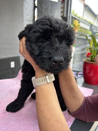 Riesenschnauzer Welpen mix