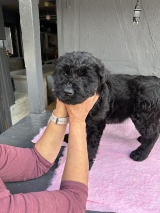 Riesenschnauzer Welpen mix