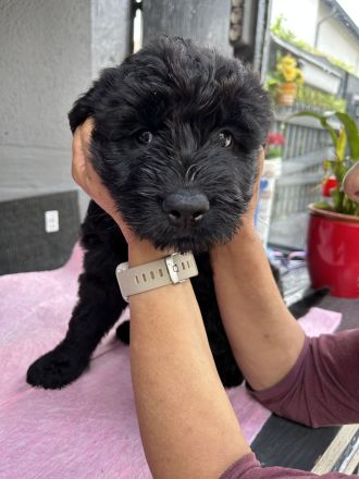 Riesenschnauzer Welpen mix