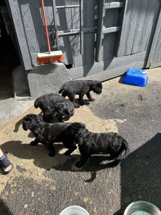 Riesenschnauzer Welpen mix