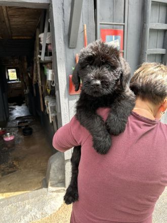 Riesenschnauzer Welpen mix