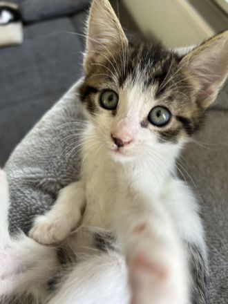 Katzenbaby‘s abgabebereit