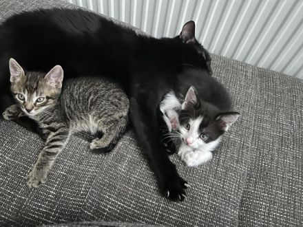 Katzenbaby‘s abgabebereit