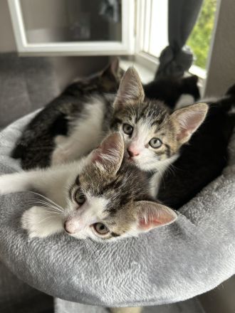 Katzenbaby‘s abgabebereit