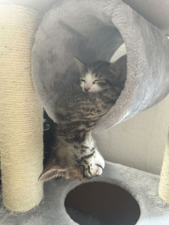 Katzenbaby‘s abgabebereit