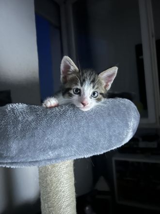 Katzenbaby‘s abgabebereit