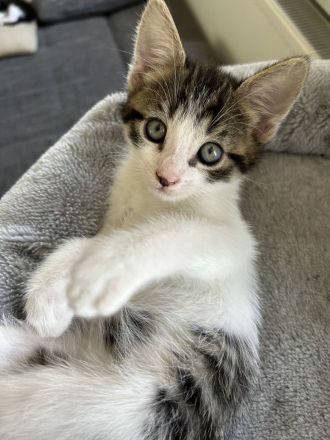 Katzenbaby‘s abgabebereit