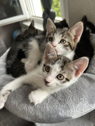 Katzenbaby‘s abgabebereit