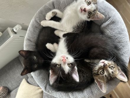 Katzenbaby‘s abgabebereit