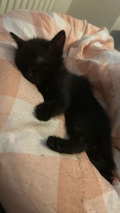 Katzenbaby‘s abgabebereit