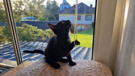 EKH Kitten Katzen Babies zu verkaufen