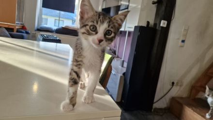 EKH Kitten Katzen Babies zu verkaufen