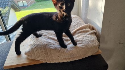 EKH Kitten Katzen Babies zu verkaufen