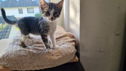 EKH Kitten Katzen Babies zu verkaufen