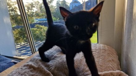 EKH Kitten Katzen Babies zu verkaufen