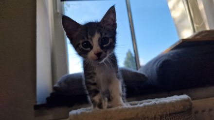 EKH Kitten Katzen Babies zu verkaufen