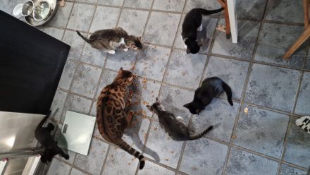 EKH Kitten Katzen Babies zu verkaufen