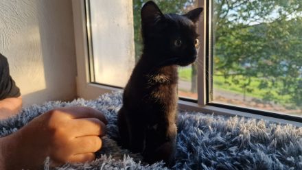 EKH Kitten Katzen Babies zu verkaufen