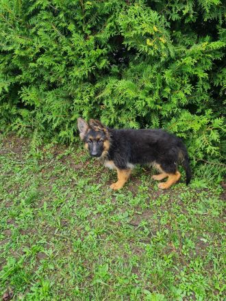 Schäferhundwelpen in liebevolle Hände abzugeben