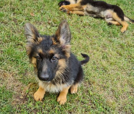 Schäferhundwelpen in liebevolle Hände abzugeben