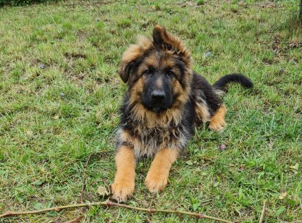 Schäferhundwelpen in liebevolle Hände abzugeben
