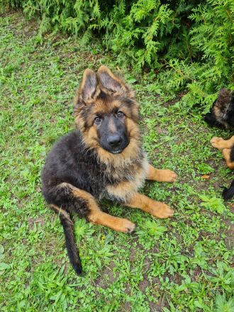 Schäferhundwelpen in liebevolle Hände abzugeben