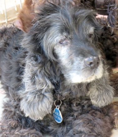 Sara 3, weiblicher Englischer Spaniel-Mix (RESERVIERT)