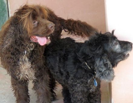 Sara 3, weiblicher Englischer Spaniel-Mix (RESERVIERT)