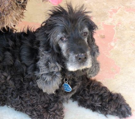 Sara 3, weiblicher Englischer Spaniel-Mix (RESERVIERT)