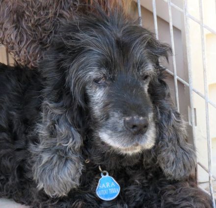 Sara 3, weiblicher Englischer Spaniel-Mix (RESERVIERT)