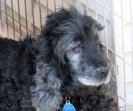 Sara 3, weiblicher Englischer Spaniel-Mix (RESERVIERT)