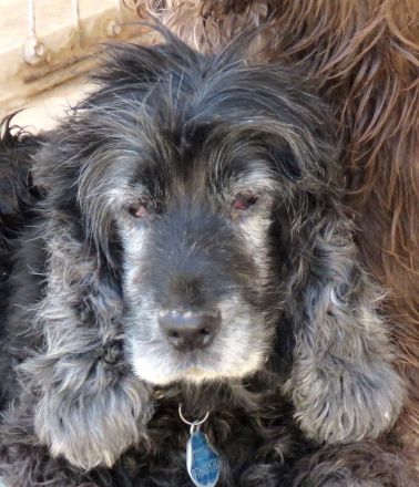 Sara 3, weiblicher Englischer Spaniel-Mix (RESERVIERT)