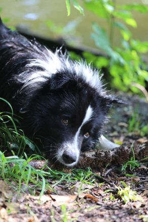 Black Obscidian of Dynamic Pleasure (Chilly)