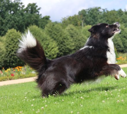 Black Obscidian of Dynamic Pleasure (Chilly)