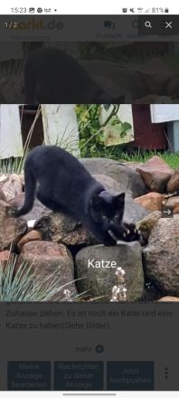 Kitten in liebevolle abzugeben