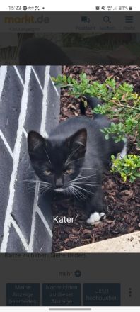 Kitten in liebevolle abzugeben