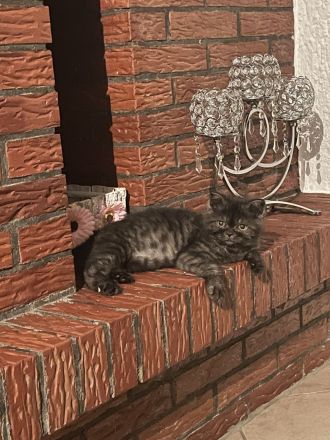 Liebervoller Babykater zu verkaufen