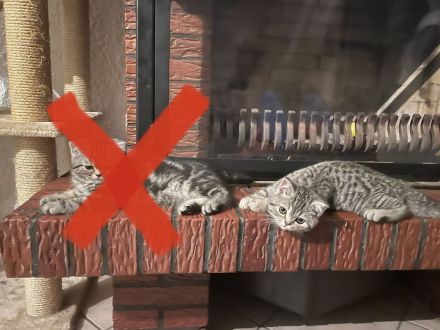 Liebervoller Babykater zu verkaufen