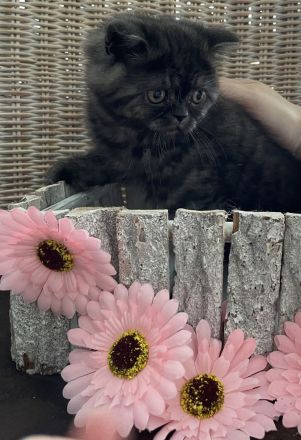 Liebervoller Babykater zu verkaufen