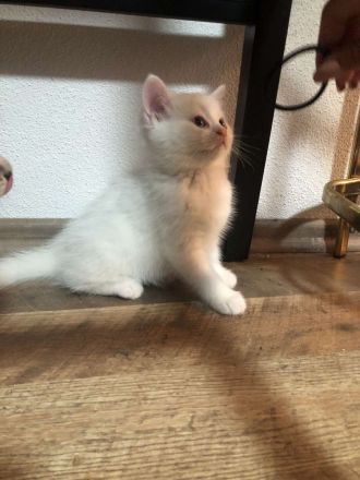 BKH Snow White Kater