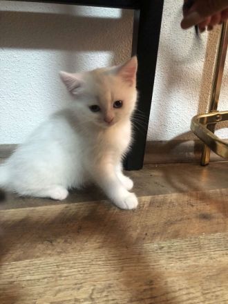 BKH Snow White Kater