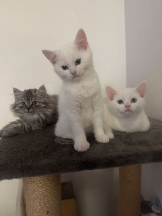 BKH Snow White Kater