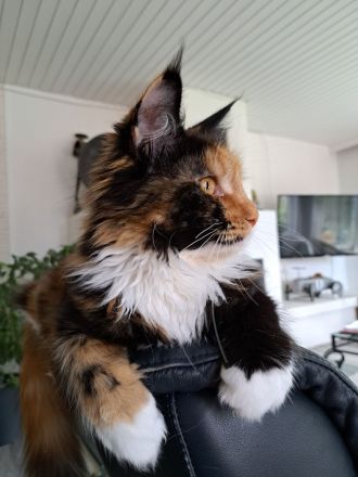 Bezaubernde Maine Coon Mädchen abzugeben