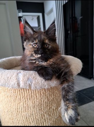 Bezaubernde Maine Coon Mädchen abzugeben