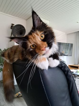 Bezaubernde Maine Coon Mädchen abzugeben