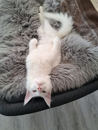 Bezaubernde Maine Coon Mädchen abzugeben