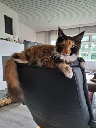Bezaubernde Maine Coon Mädchen abzugeben
